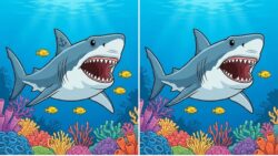 Brain Teaser Test: Spot 3 Differences in the Shark Images Within 10 Seconds